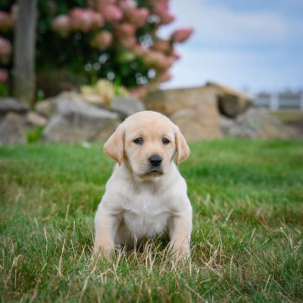 male-labrador-retriever-puppy