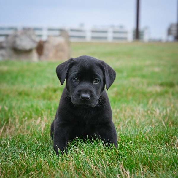 female-labrador-retriever-puppy