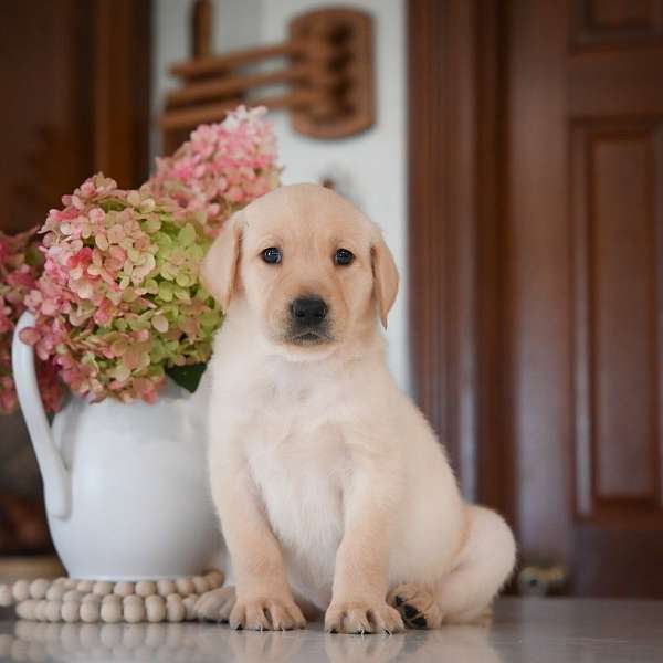 female-labrador-retriever-puppy