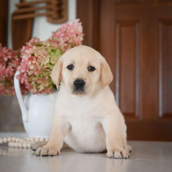 female-labrador-retriever-puppy