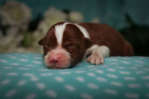 tri-colored-australian-shepherd