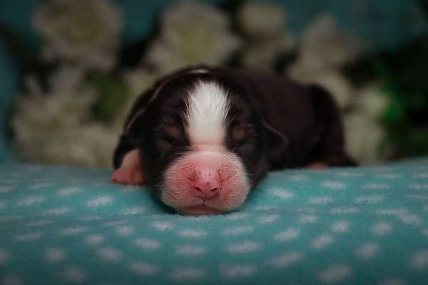 tri-colored-australian-shepherd