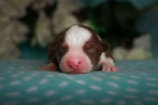 tri-colored-australian-shepherd