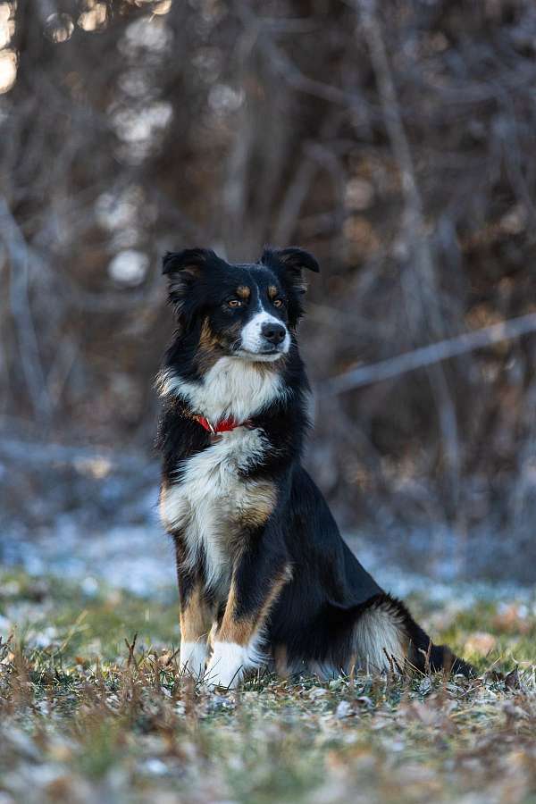 tri-colored-australian-shepherd