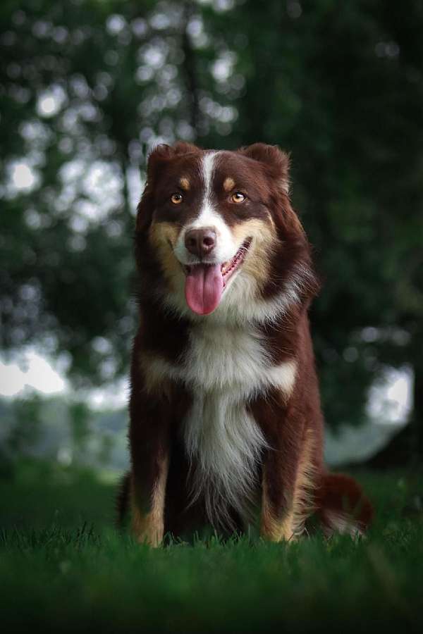 tri-colored-australian-shepherd