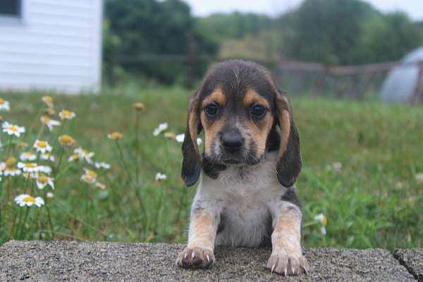 female-beagle-puppy