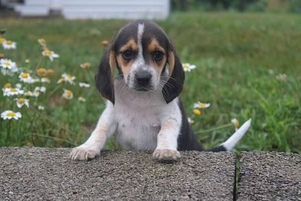 female-beagle-puppy