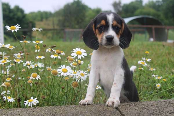 female-beagle-puppy