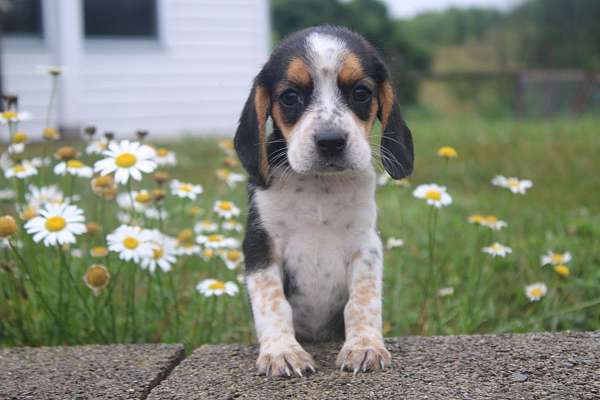 female-beagle-puppy