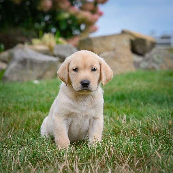 male-labrador-retriever-puppy