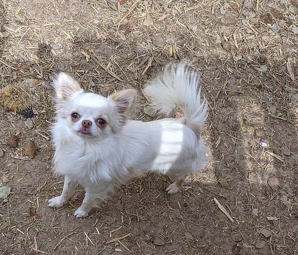 cream-long-haired-chihuahua