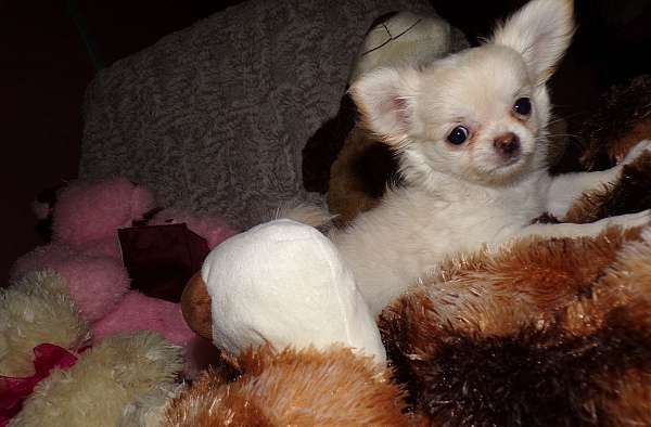 mixed-cream-long-haired-chihuahua