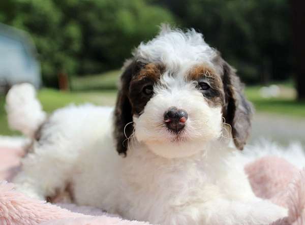 female-miniature-poodle-puppy