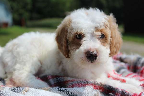 male-miniature-poodle-puppy