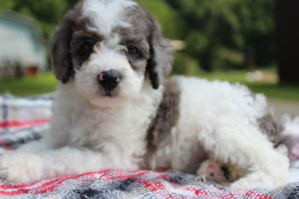 male-miniature-poodle-puppy