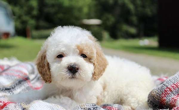 male-miniature-poodle-puppy