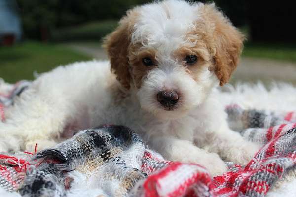 male-miniature-poodle-puppy