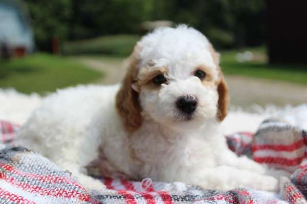 male-miniature-poodle-puppy