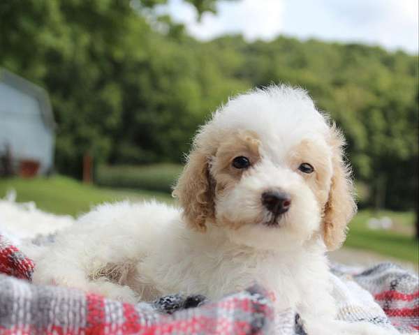 male-miniature-poodle-puppy