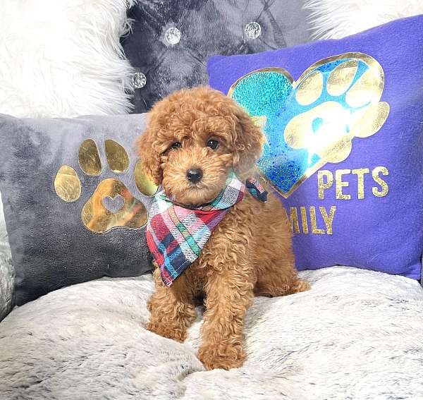 toy-red-miniature-goldendoodle