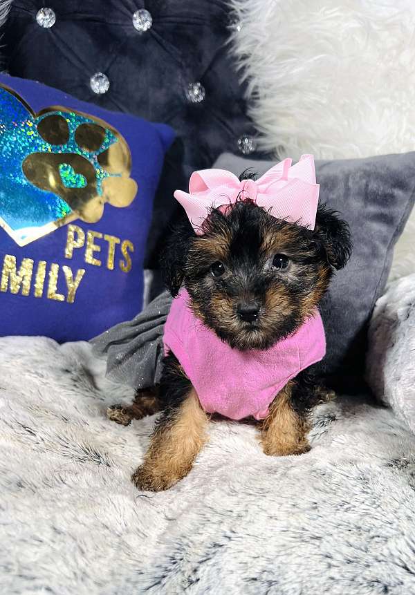 female-yorkipoo-puppy