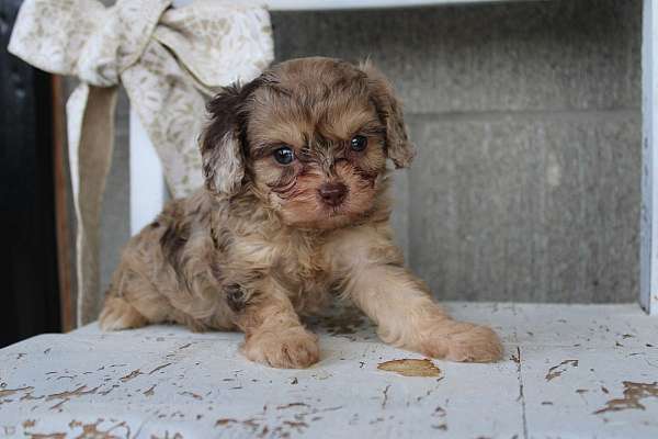 chocolate-merle-female-cavapoo-cavapoo