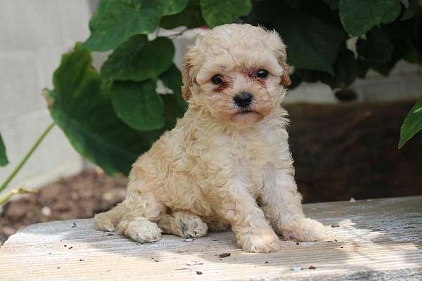 female-cavapoo-puppy