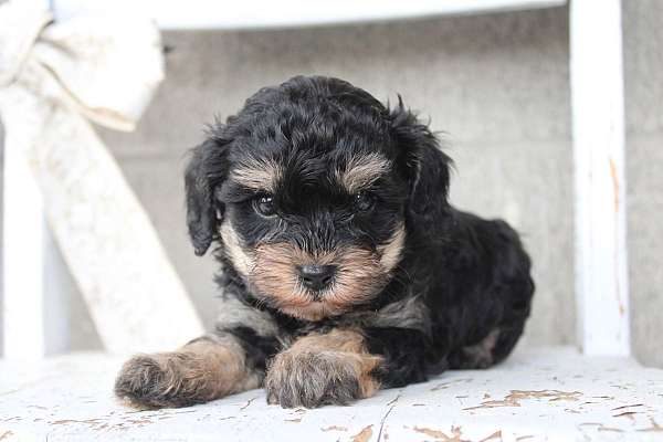 female-cavapoo-puppy