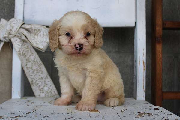 male-cavapoo-puppy