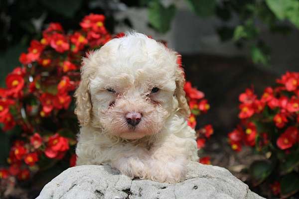 male-cavapoo-puppy