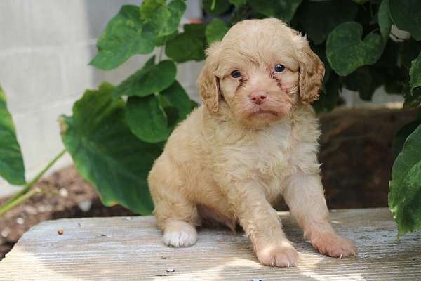 male-cavapoo-puppy