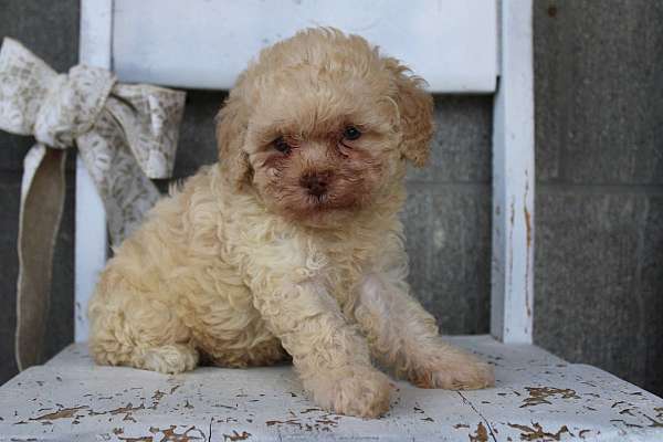 male-cavapoo-puppy