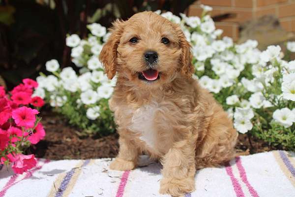 male-cavapoo-puppy