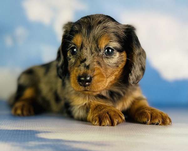 female-dachshund-puppy