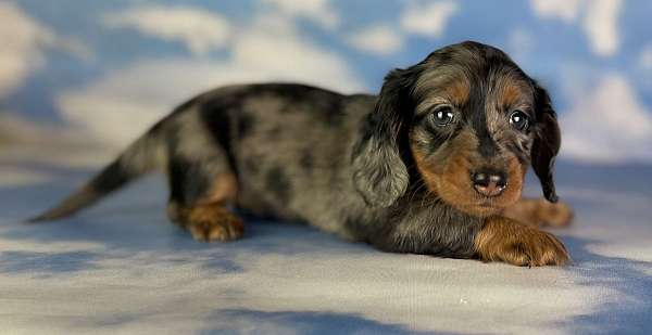 female-dachshund-puppy