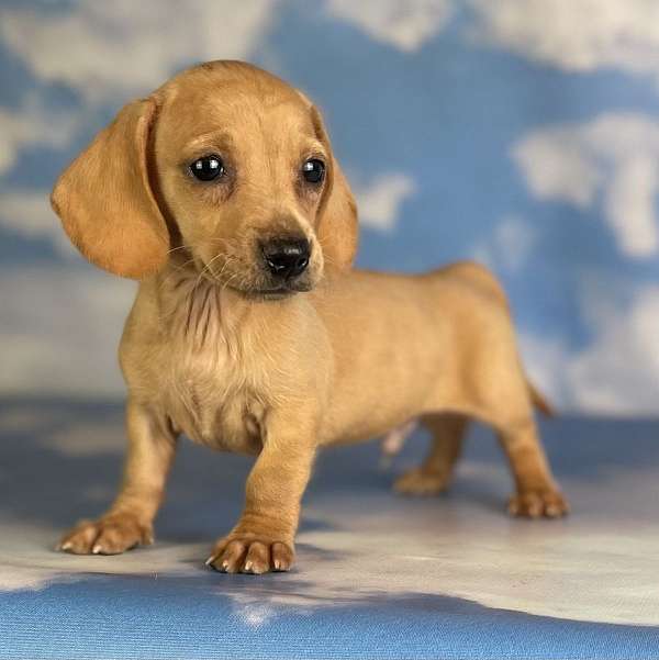 male-dachshund-puppy