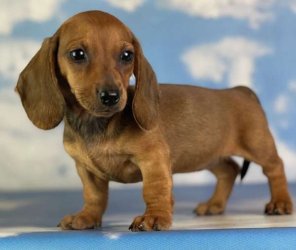 female-dachshund-puppy