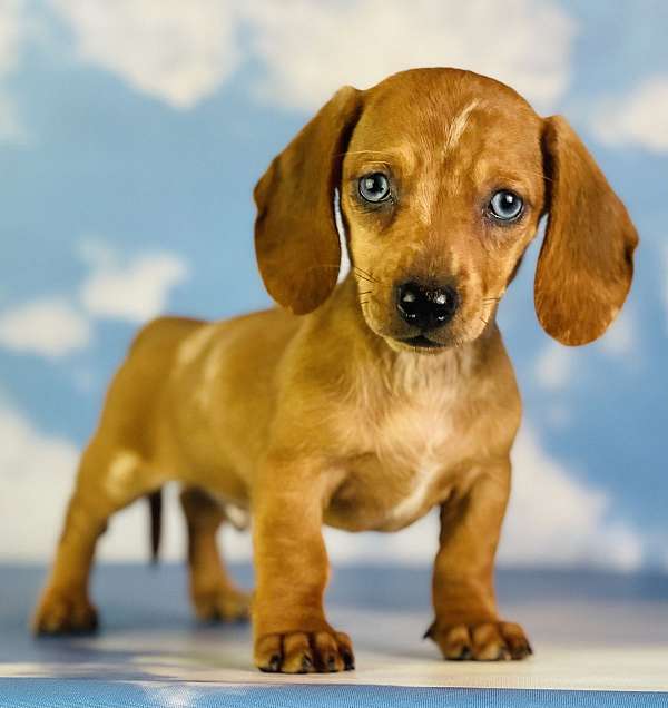 male-dachshund-puppy