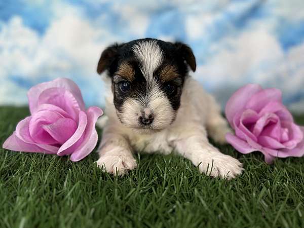 female-yorkshire-terrier-puppy