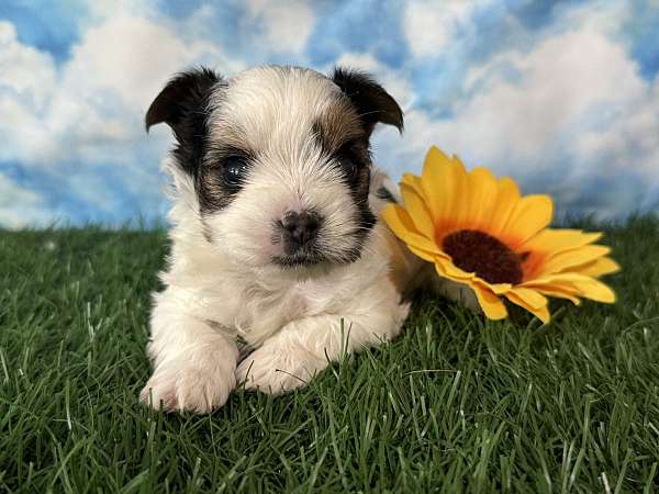 female-yorkshire-terrier-puppy