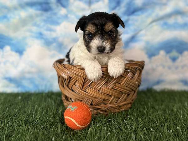 male-yorkshire-terrier-puppy