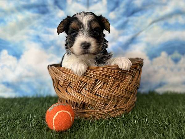 male-yorkshire-terrier-puppy