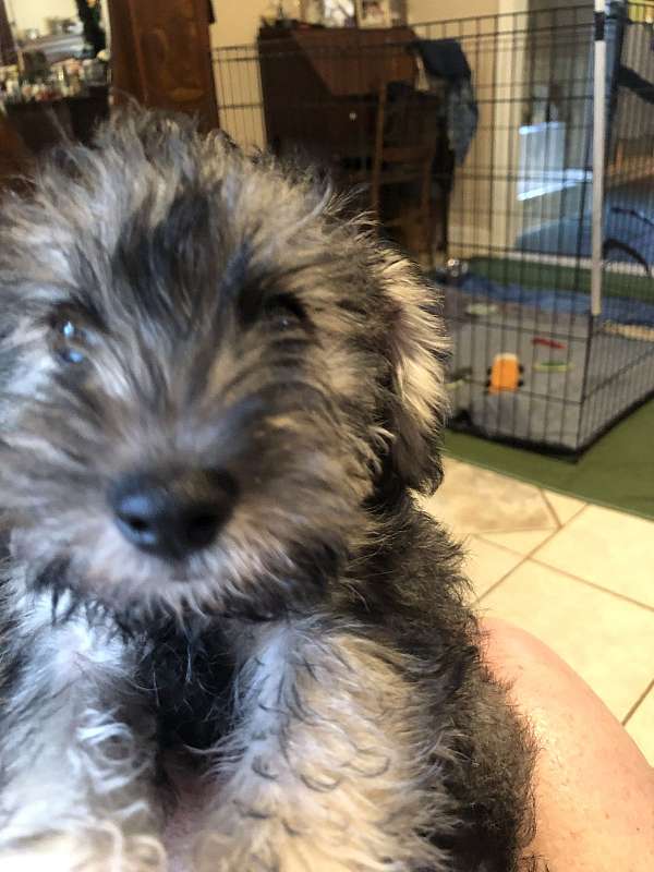 female-miniature-schnauzer-dog