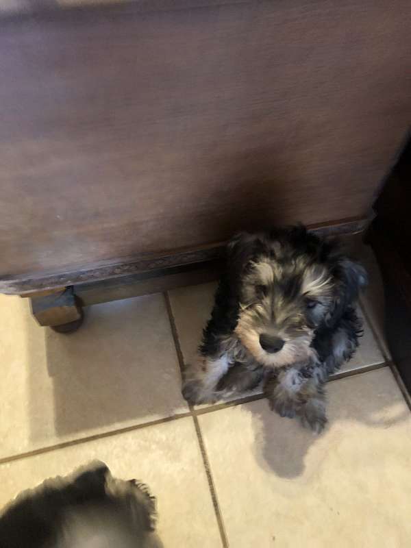 male-miniature-schnauzer-dog