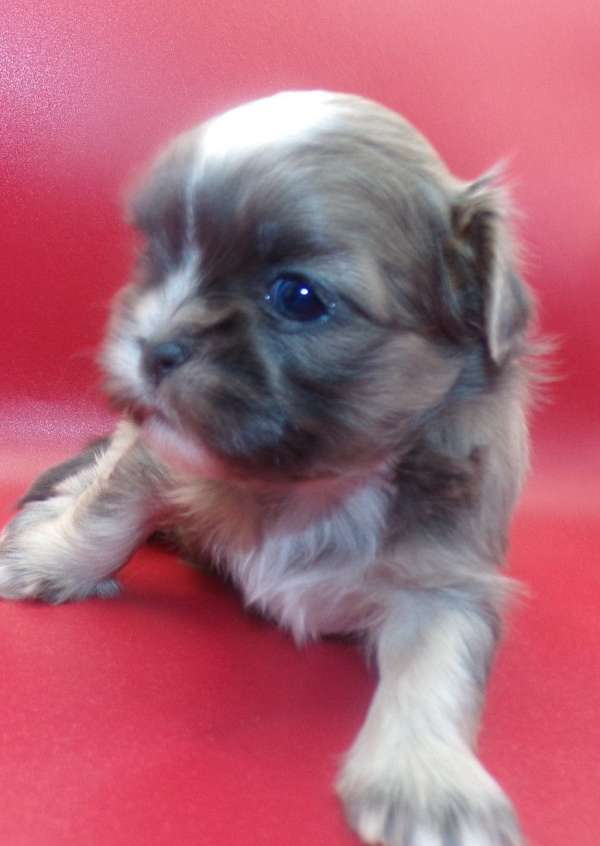 blue-cream-long-haired-shih-tzu