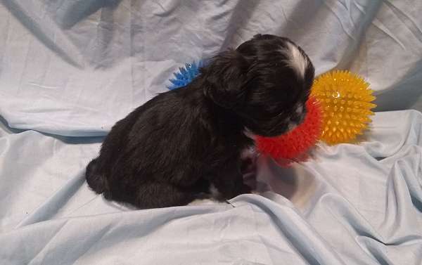 long-haired-shih-tzu