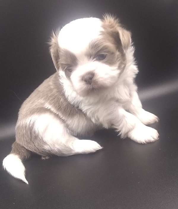 blue-shih-tzu