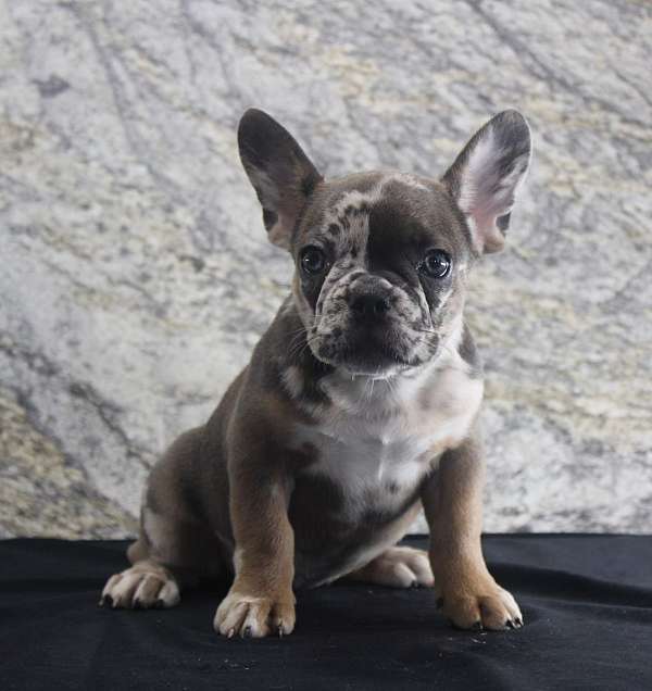 fawn-merle-female-bulldog-french-bulldog