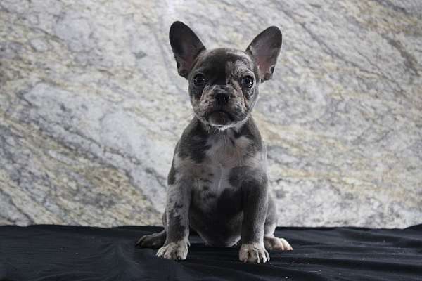 blue-merle-female-bulldog-french-bulldog