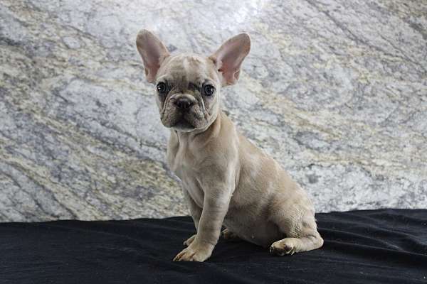 female-french-bulldog